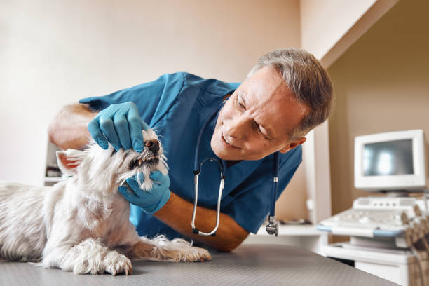 Best Same-Day Emergency Dental Services in Bridgman, MI